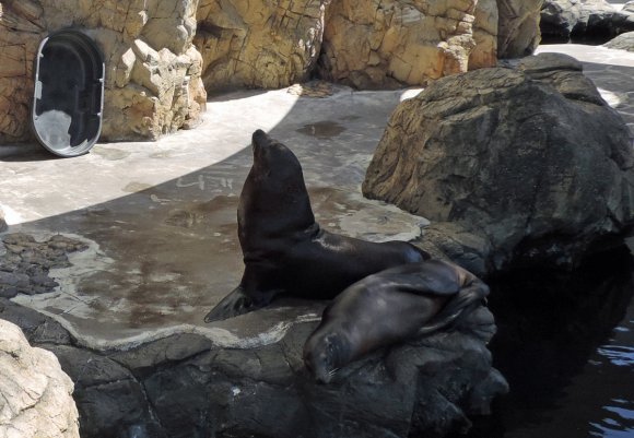 14 sealion