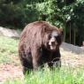 bear2