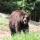 bear2