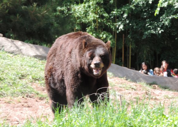 bear2