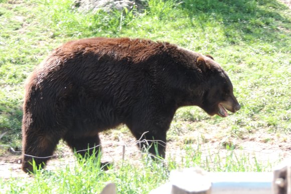 bear