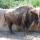 bison
