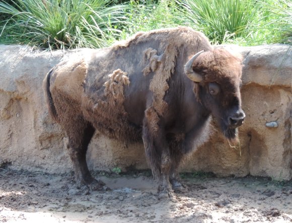 bison