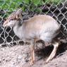 dikdik