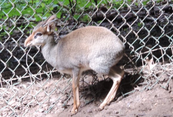 dikdik