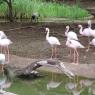 flamingos