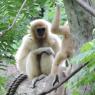 gibbons2