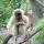 gibbons2