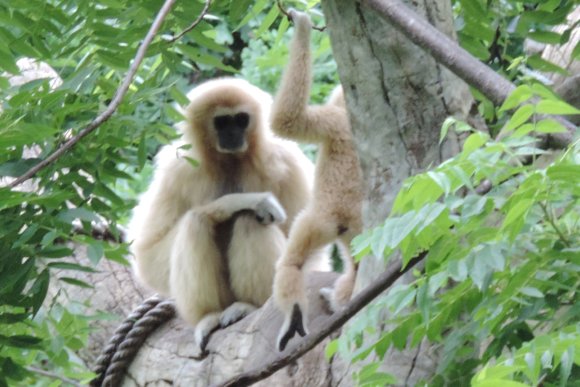 gibbons2