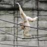gibbons3