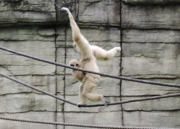 gibbons3