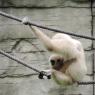 gibbons4