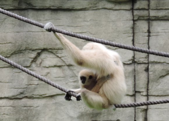 gibbons4