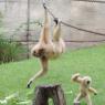 gibbons5