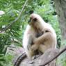 gibbons