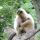 gibbons