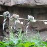 lemurs