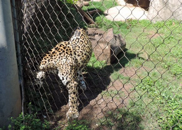 leopard