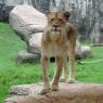 lioness2