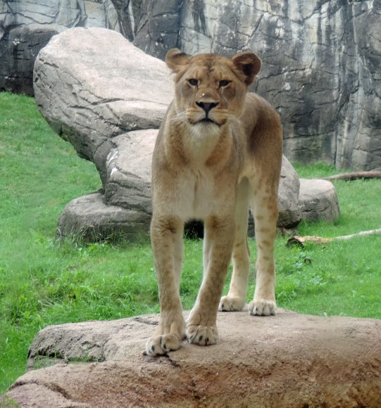 lioness2