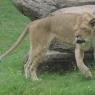 lioness