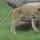 lioness