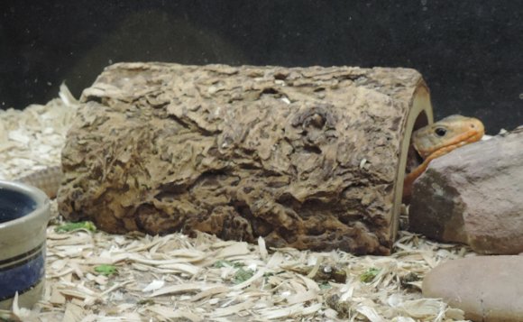 lizard