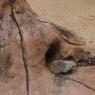 meerkats2