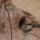 meerkats2