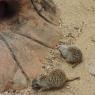 meerkats3
