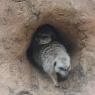 meerkats