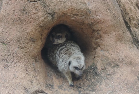 meerkats