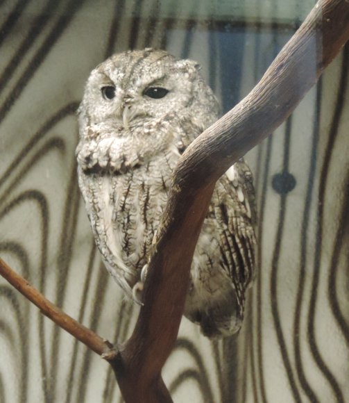 owl