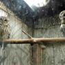 owls