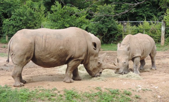rhinos