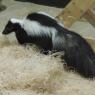 skunk