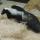 skunk