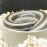 snake