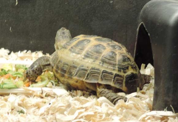 tortoise2