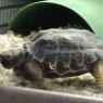 tortoise