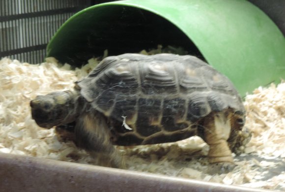 tortoise