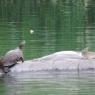 turtles
