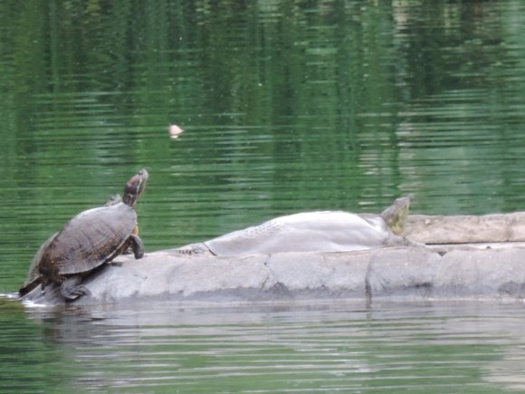 turtles