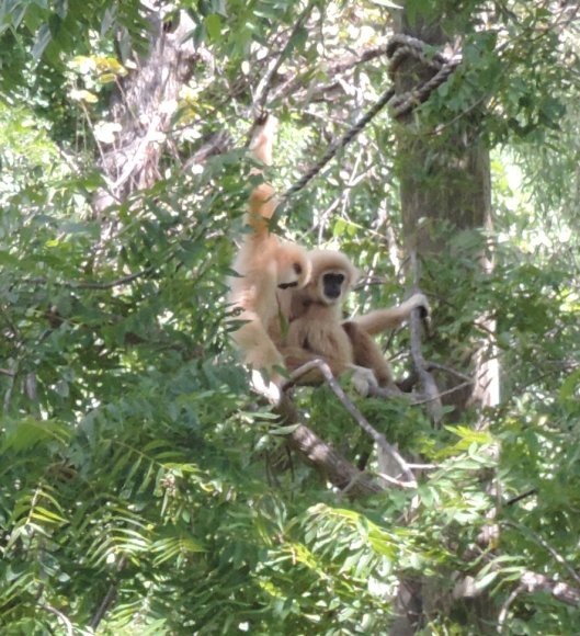 01 monkeys