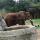 15 elephant