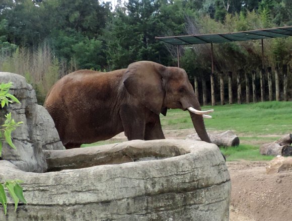 15 elephant