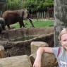 16 elephant hannah