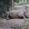 19 rhino