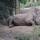 19 rhino