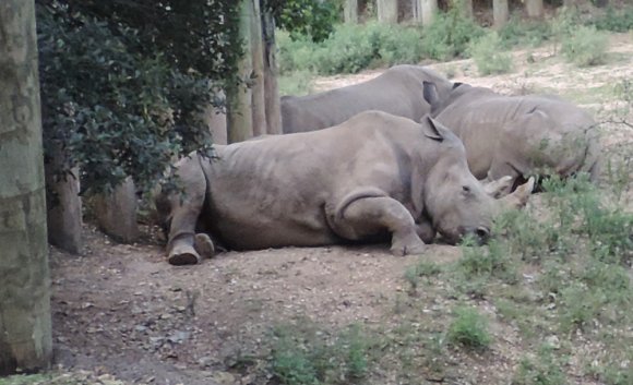 19 rhino